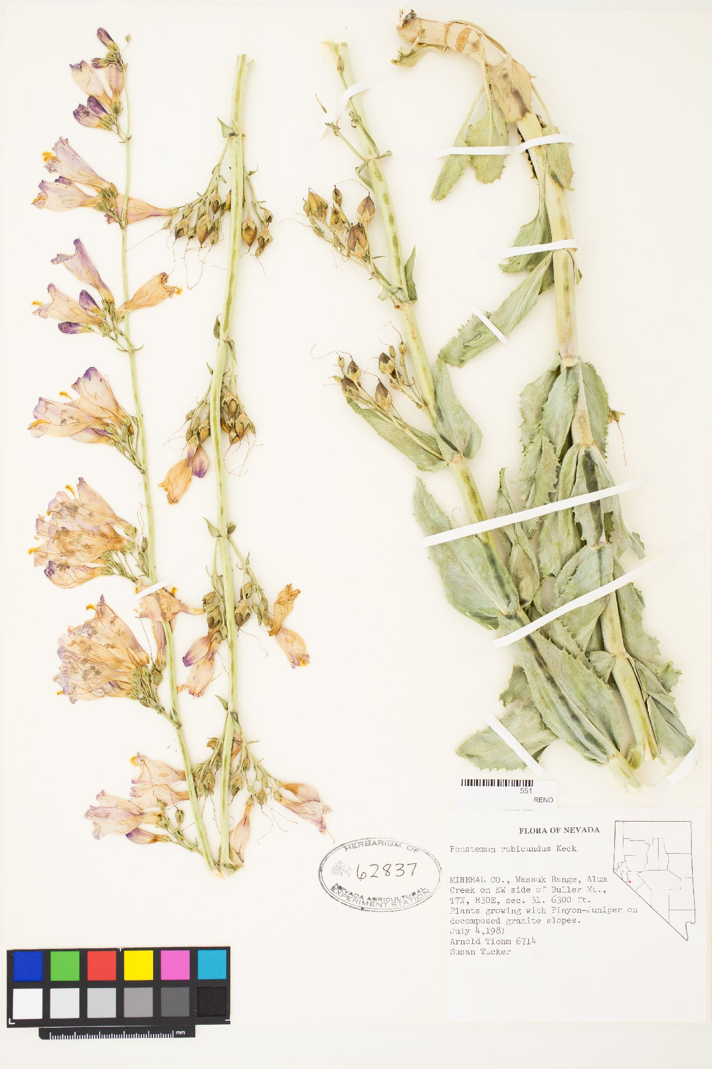 Penstemon rubicundus image