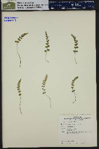 Image of Asplenium trichomanes-ramosum