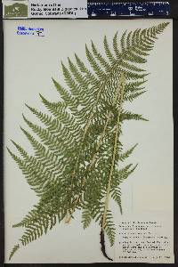 Athyrium filix-femina subsp. angustum image