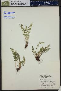 Woodsia oregana image