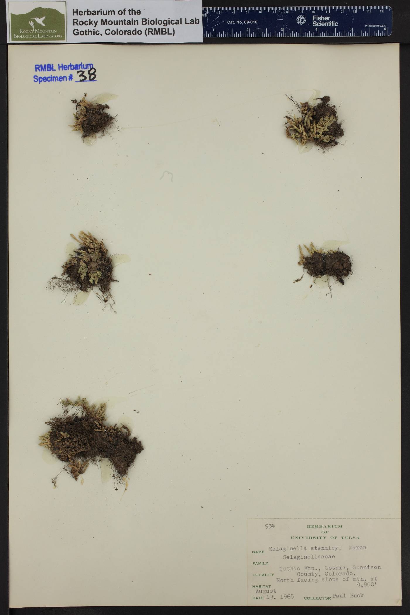 Selaginella densa var. standleyi image