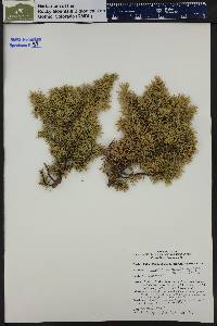 Juniperus communis var. montana image