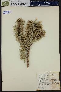 Pinus aristata image