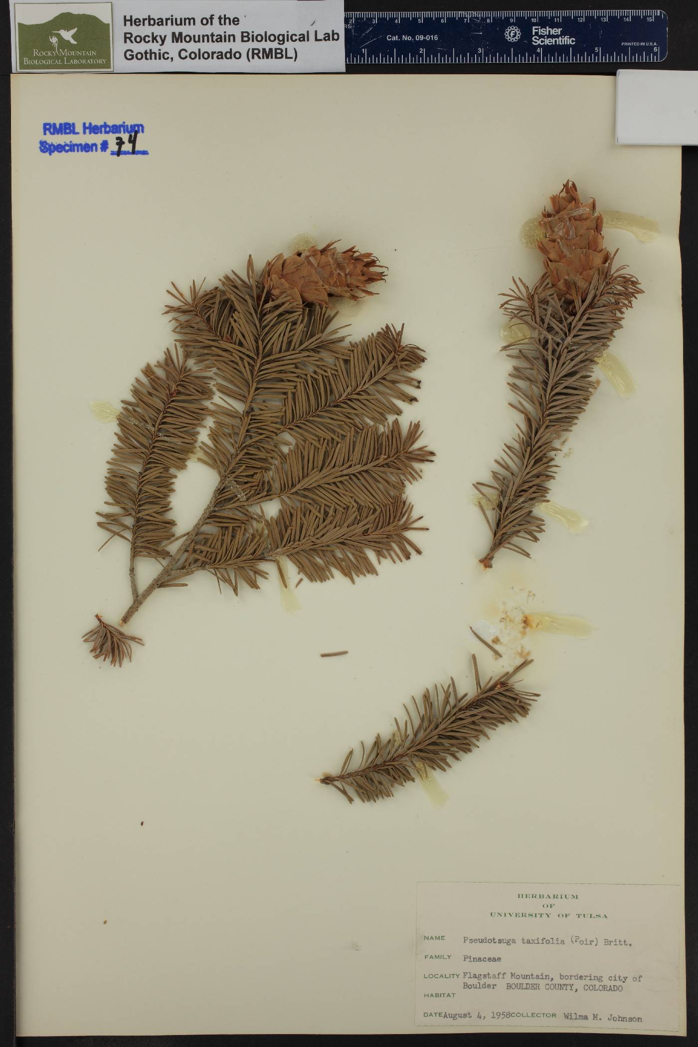 Pseudotsuga menziesii var. menziesii image