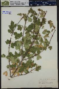 Acer glabrum image