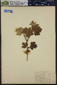 Acer glabrum image