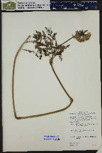 Ligusticum filicinum var. tenuifolium image