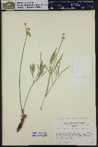 Lomatium triternatum image