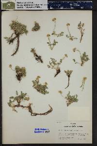 Oreoxis alpina image