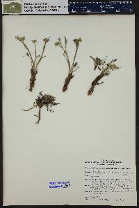 Pseudocymopterus montanus image