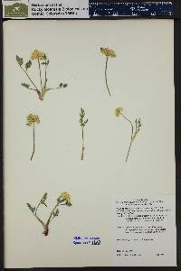 Pseudocymopterus montanus image