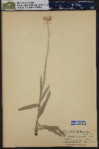 Antennaria pulcherrima subsp. anaphaloides image