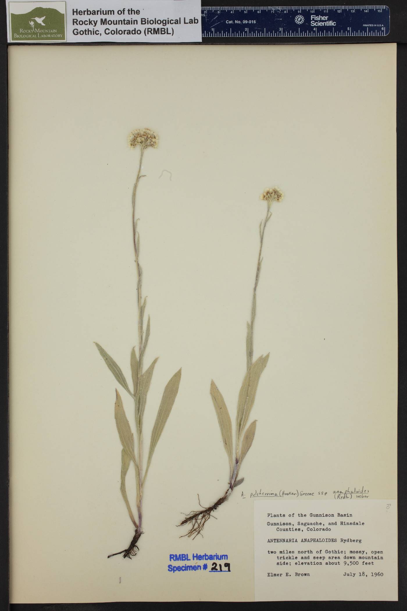 Antennaria pulcherrima image