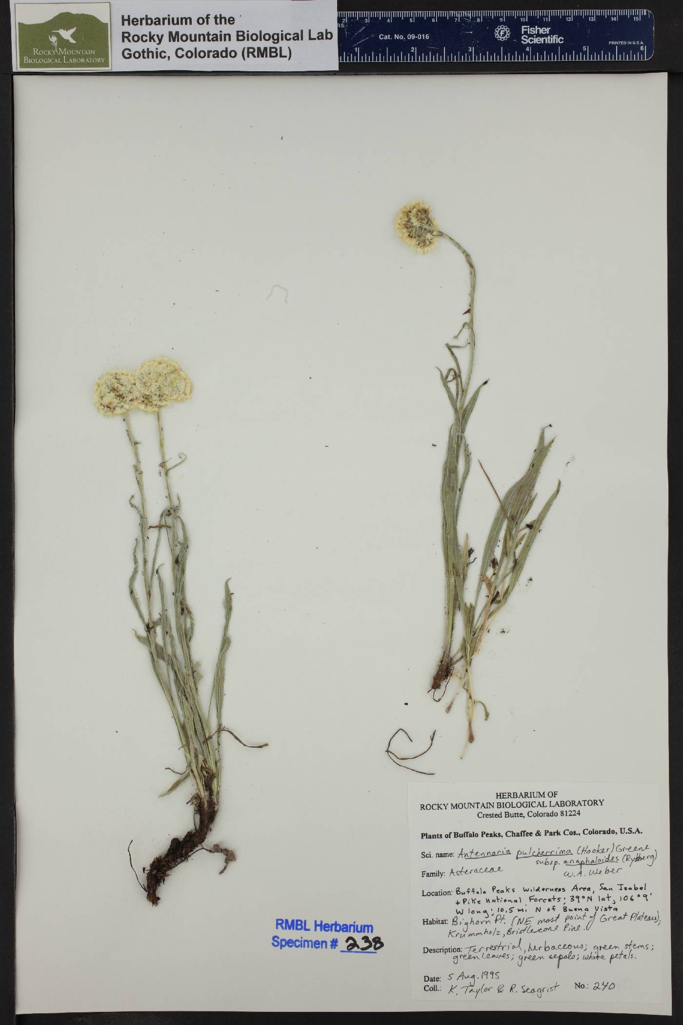 Antennaria pulcherrima subsp. anaphaloides image