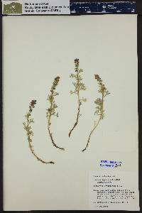 Artemisia michauxiana image