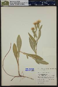 Symphyotrichum foliaceum image