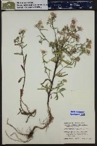 Symphyotrichum eatonii image