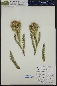 Cirsium scopulorum image