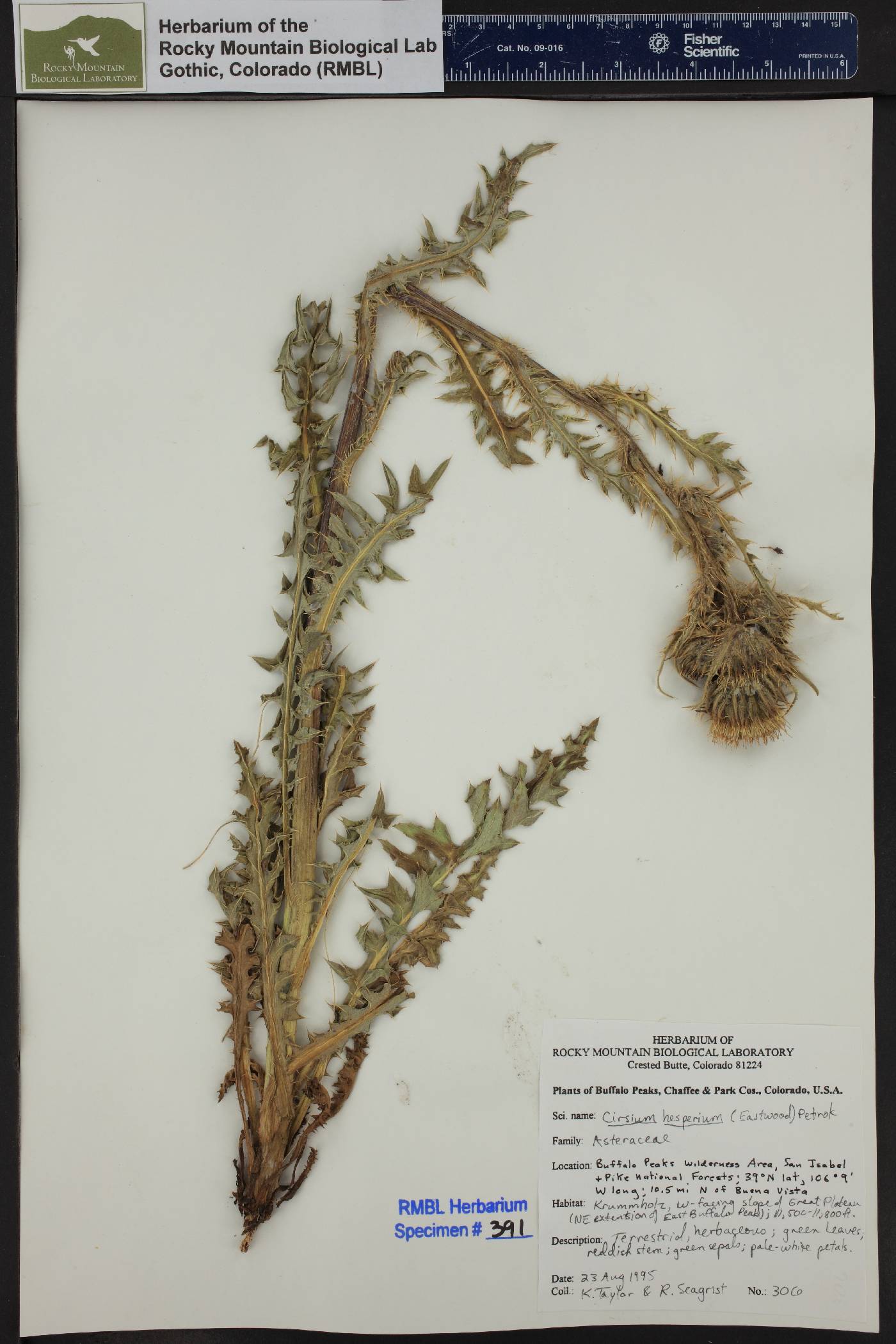 Cirsium clavatum image