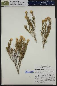 Ericameria parryi var. parryi image