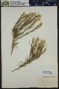 Ericameria parryi var. parryi image