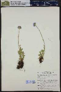 Erigeron simplex image