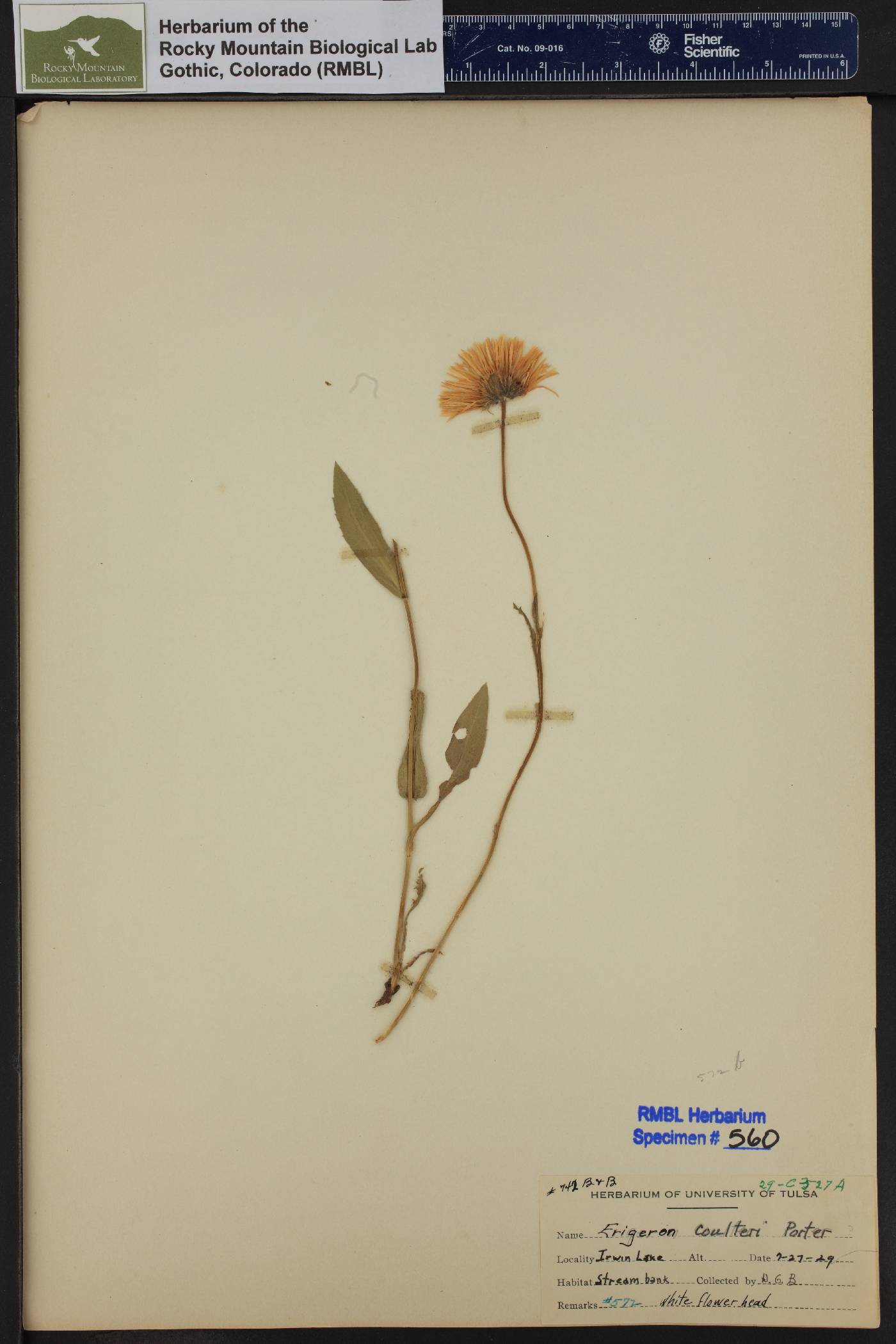 Erigeron coulteri image