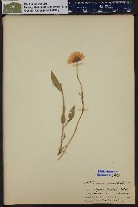 Erigeron coulteri image