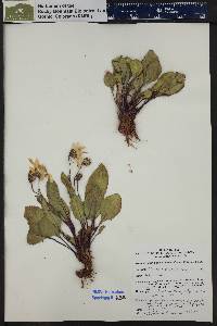 Senecio amplectens var. holmii image