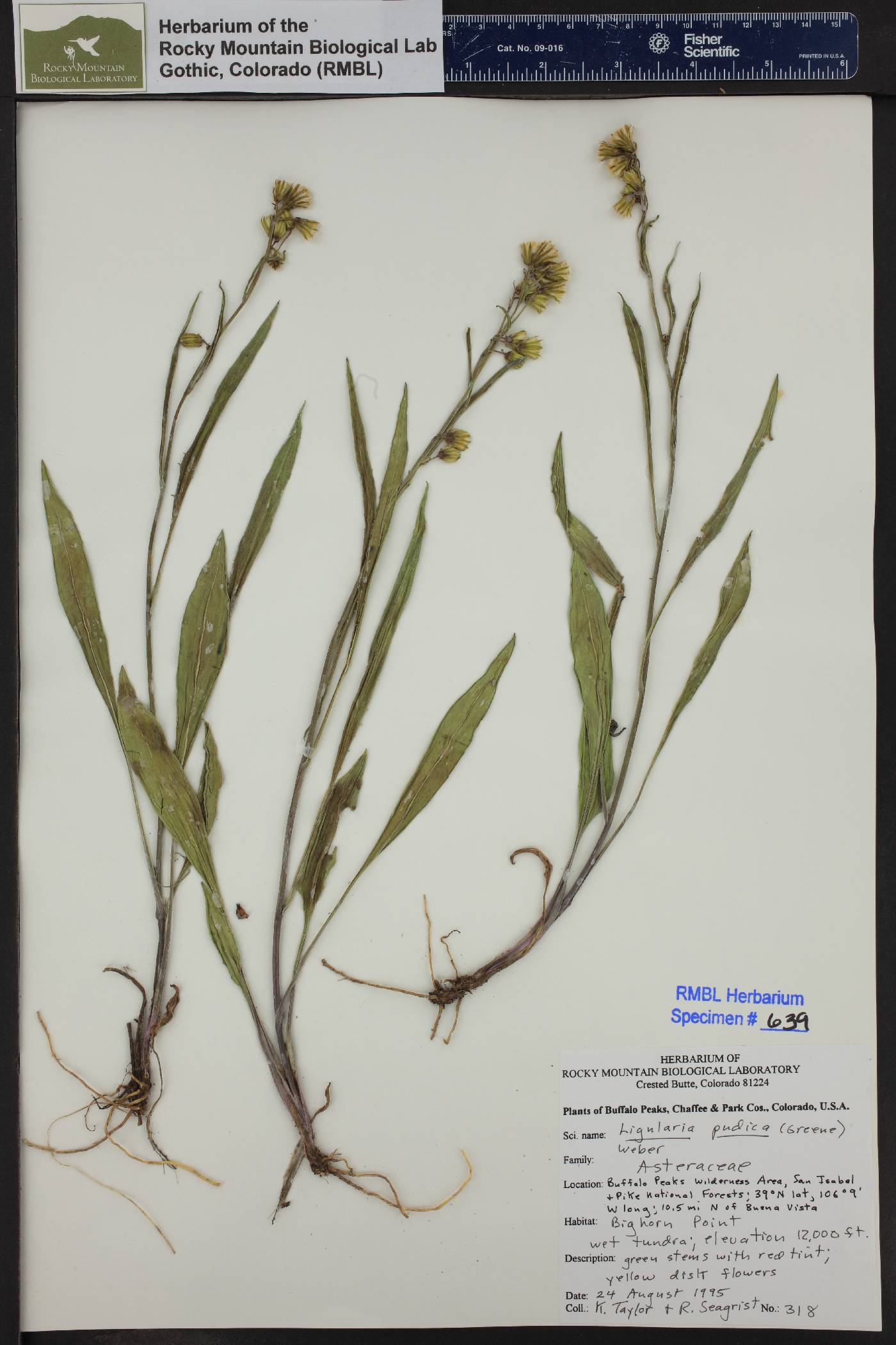 Senecio pudicus image