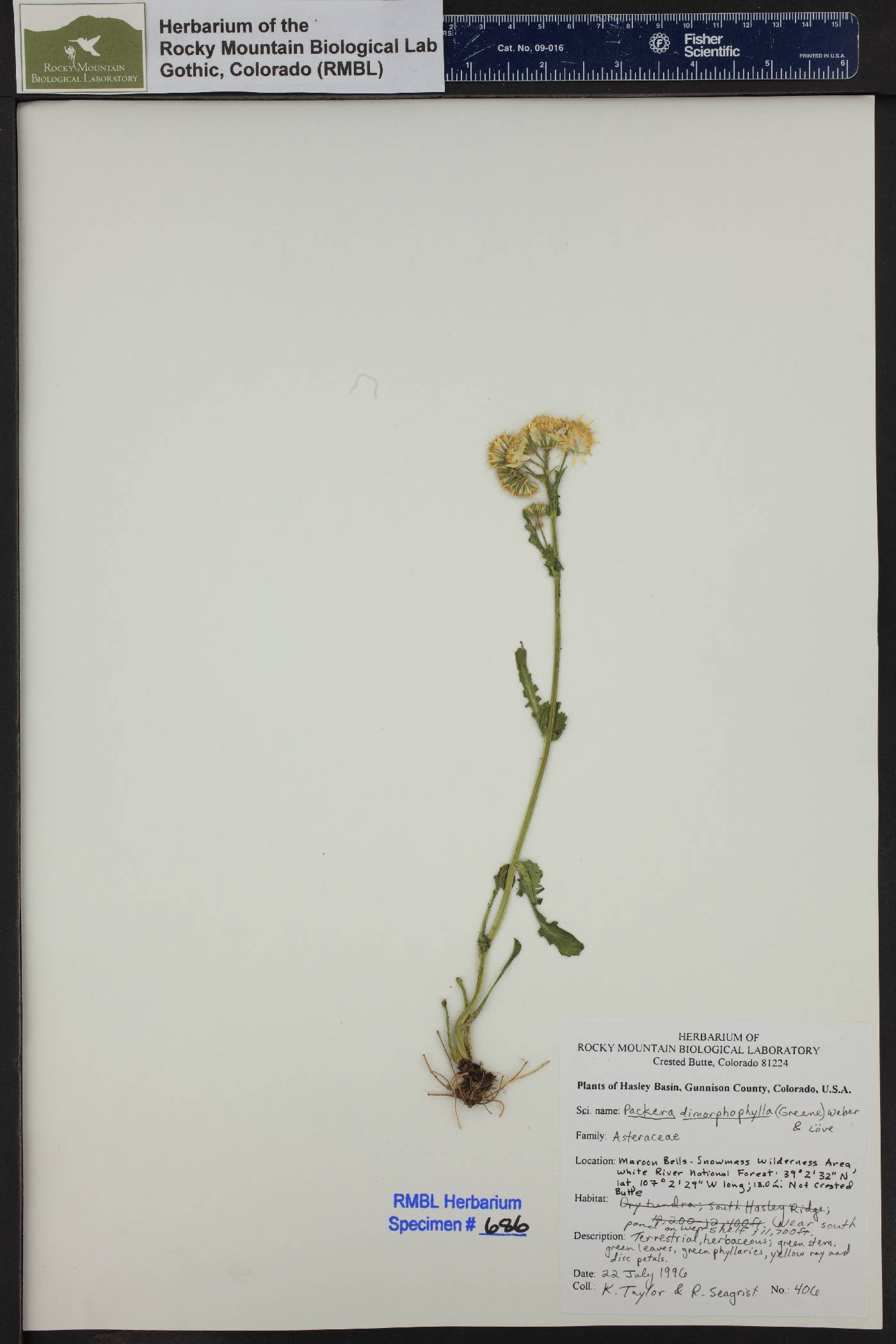 Packera dimorphophylla image