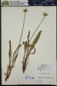 Pyrrocoma clementis image