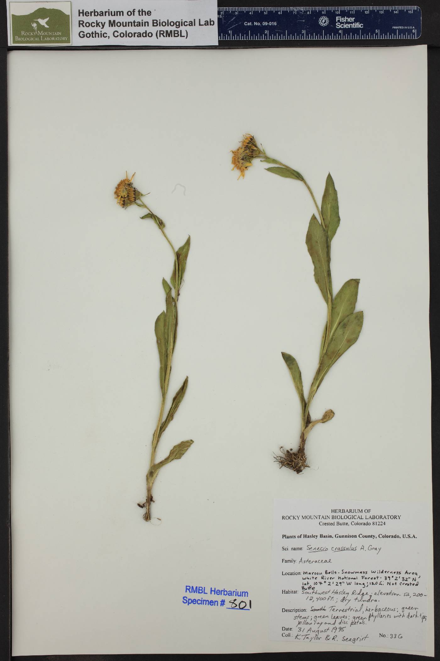 Senecio crassulus image