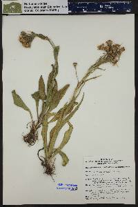 Senecio crassulus image