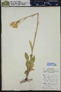 Senecio integerrimus image