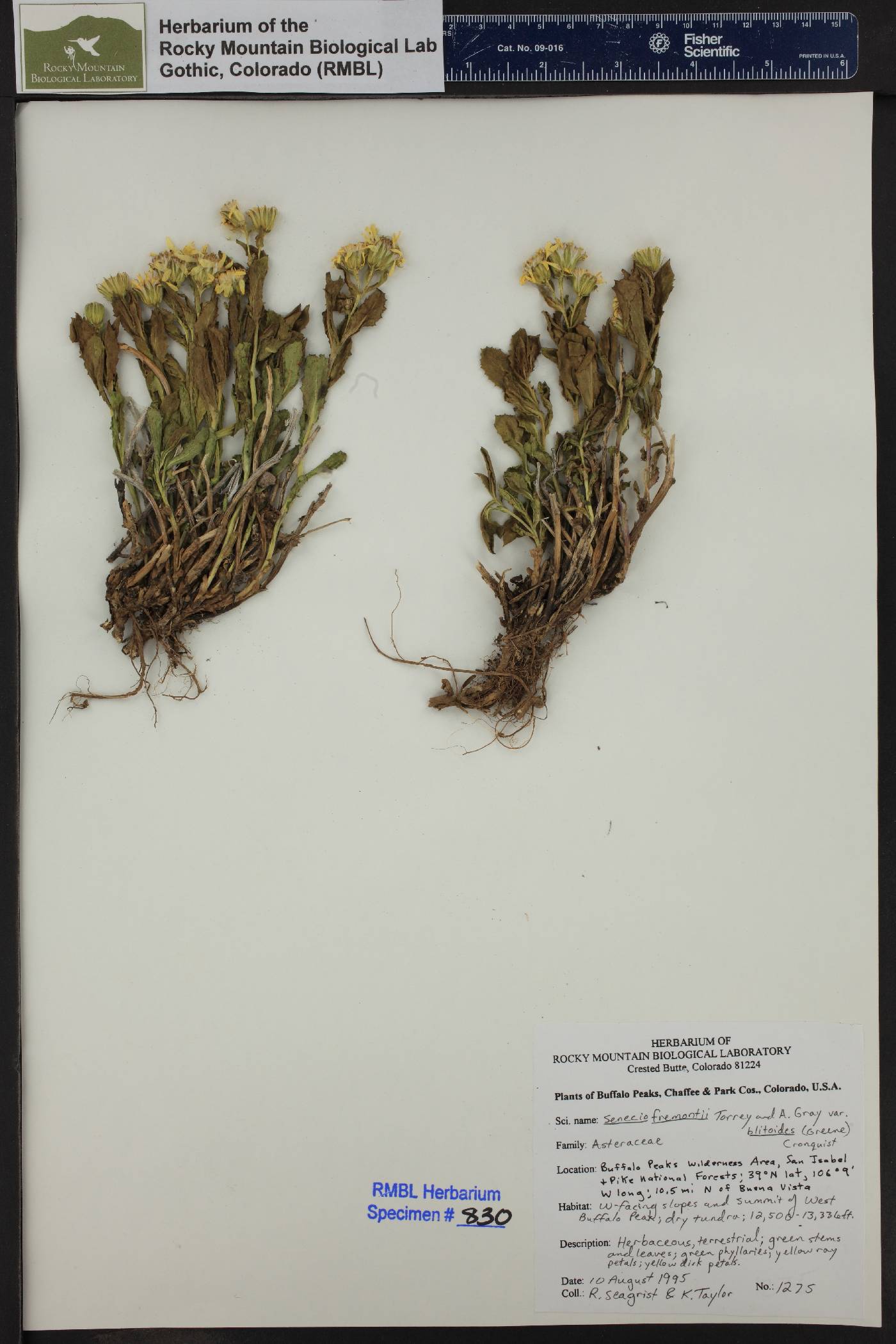 Senecio fremontii var. blitoides image