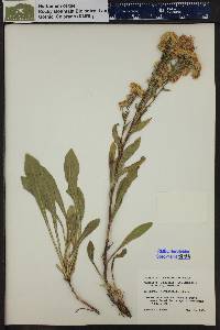 Solidago multiradiata image