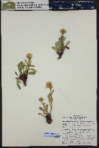 Solidago simplex image