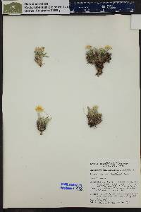 Tetraneuris acaulis var. caespitosa image