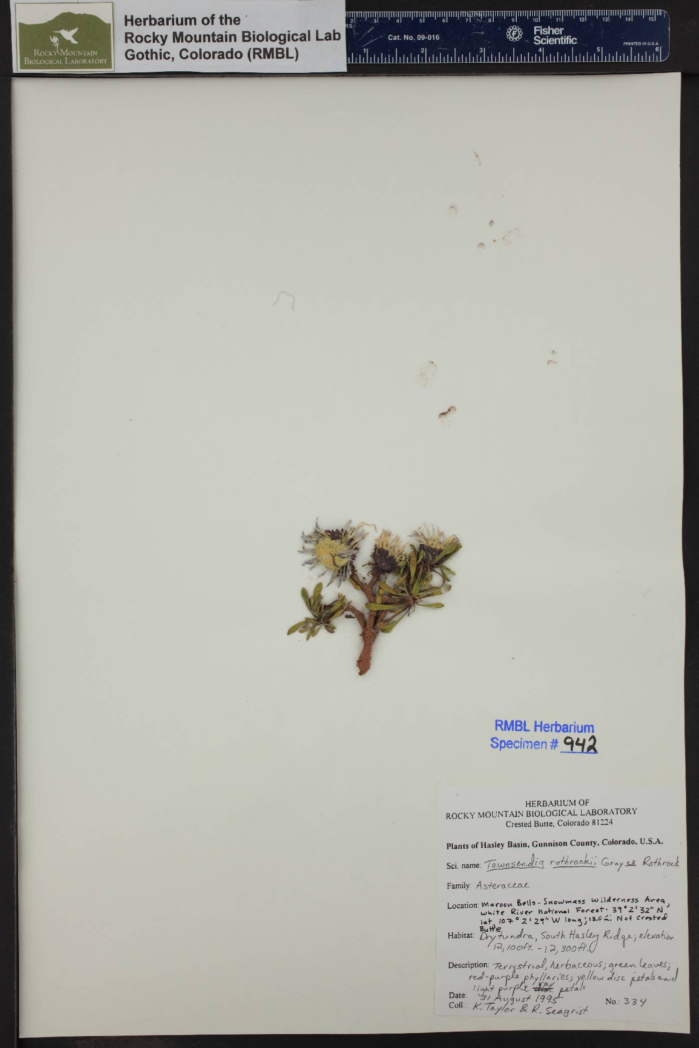 Townsendia rothrockii image