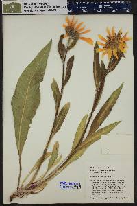 Wyethia arizonica image