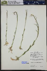 Boechera stricta image