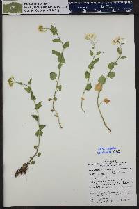 Cardamine cordifolia image