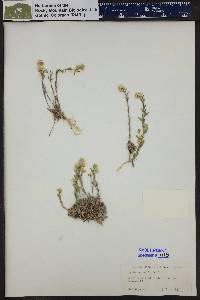 Draba aurea image