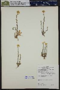 Draba spectabilis image