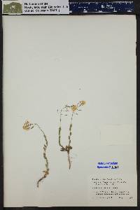 Draba spectabilis image