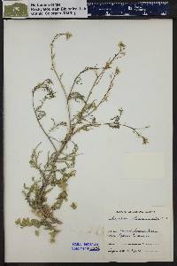 Sisymbrium altissimum image