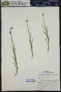 Campanula parryi image