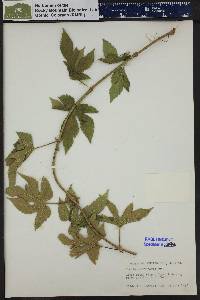 Humulus lupulus image