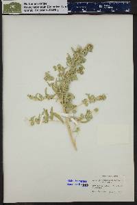 Atriplex canescens subsp. canescens image